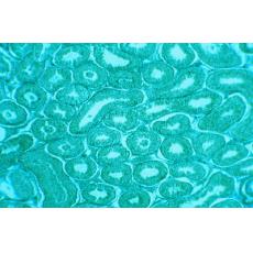 幼蚊細胞；C6/36	